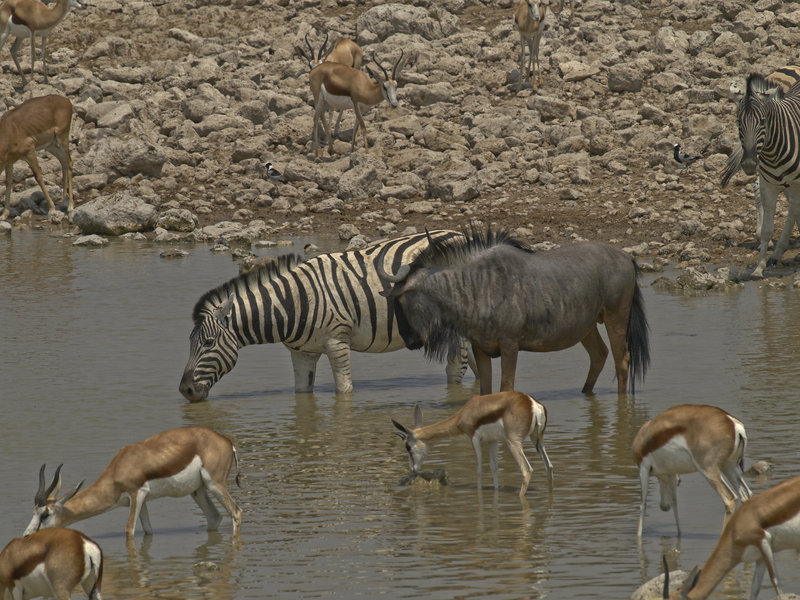 Okaukuejo, Zebra, Springbok, Gnu